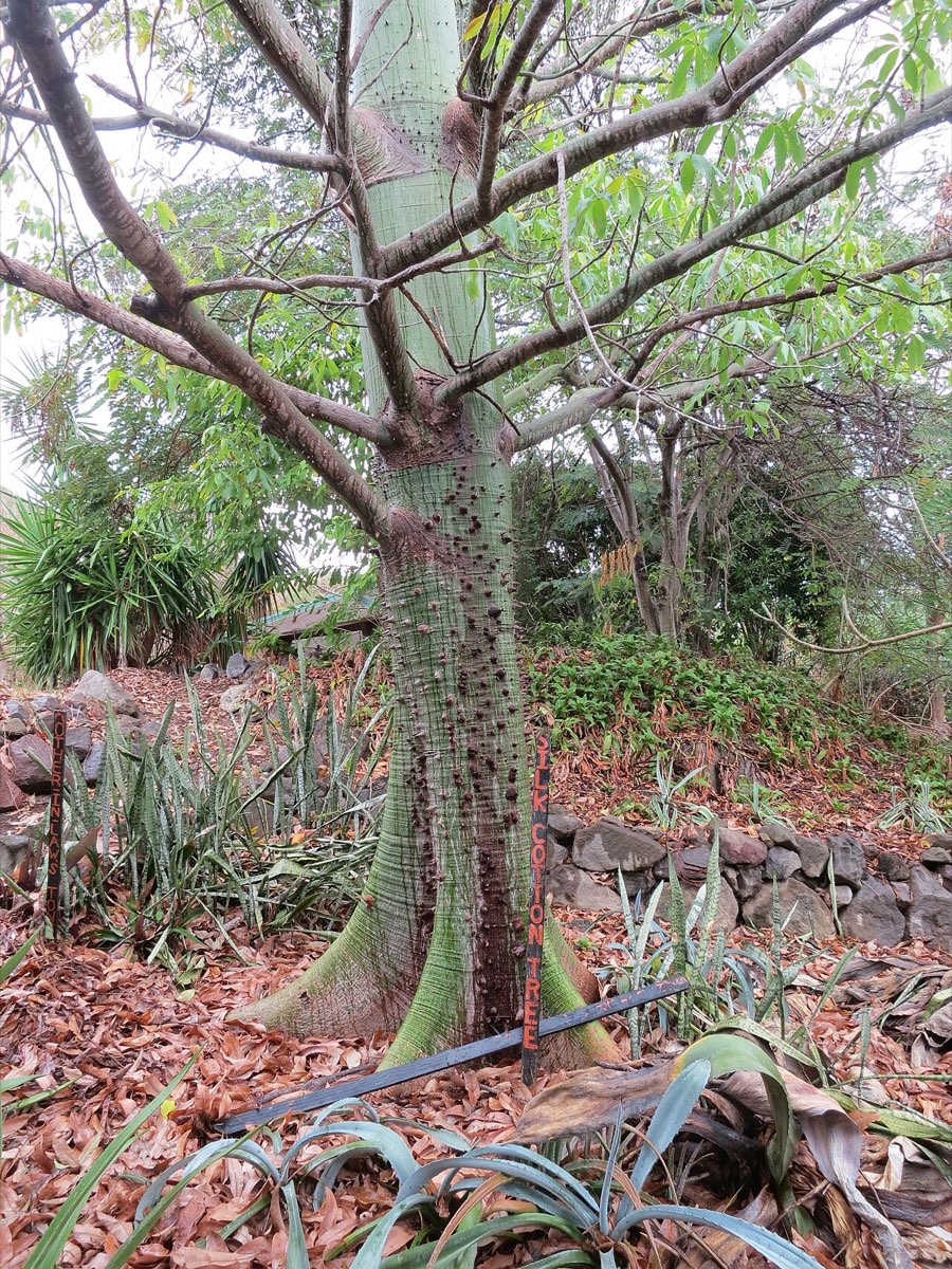 Colossal Kapok Tree on Sint Eustatius